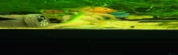 Plecos fish for sale: Different colour plecs - Advert 8
