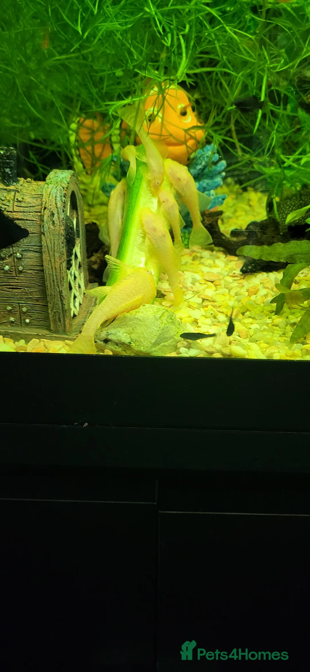Plecos fish for sale: Different colour plecs - Advert 8