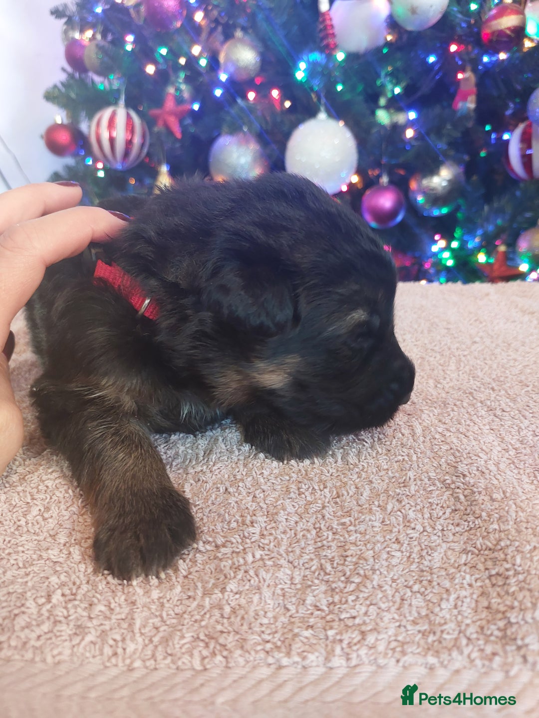 German Shepherd dogs for sale: Puppies  - Advert 7