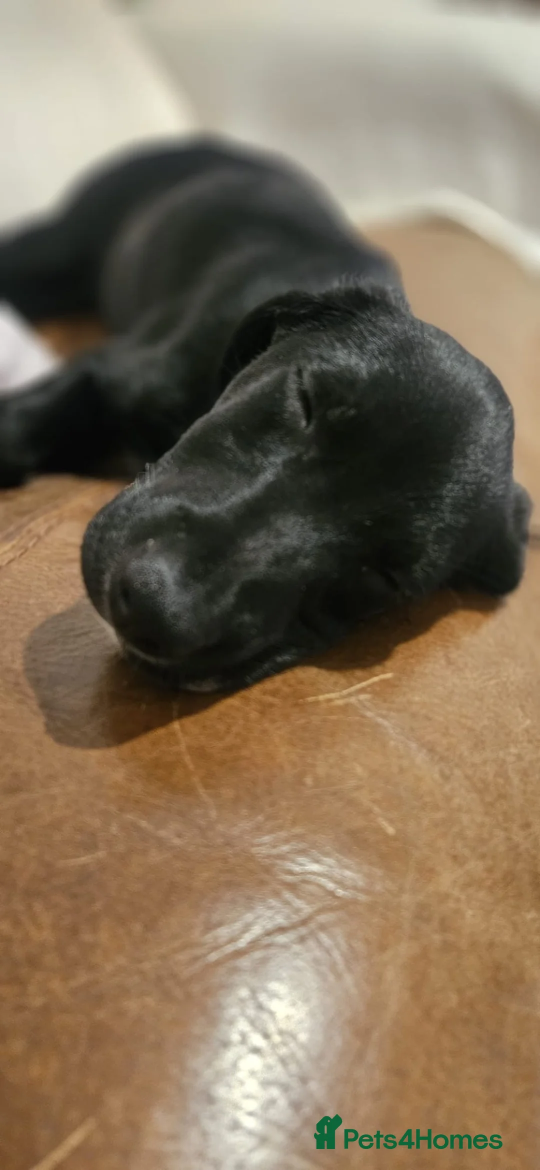 Mixed Breed dogs for sale: Male pup in Wareham - Advert 3