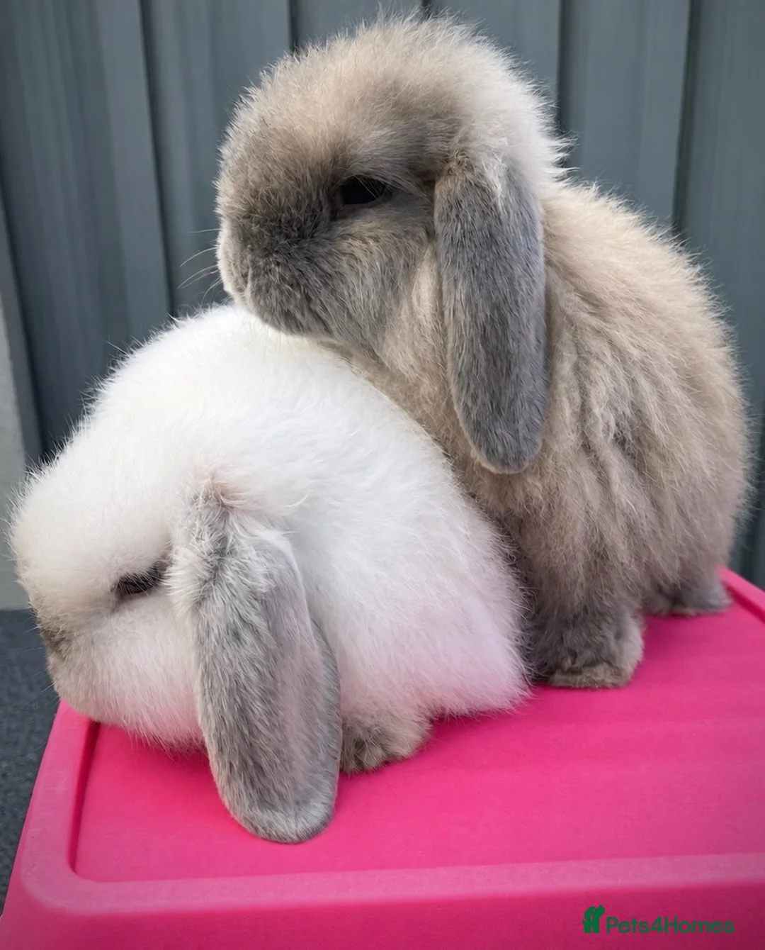 Mini Lop rabbits for sale: 🐰 Two Beautiful Female Lop Bunnies 🐰 - Advert 2