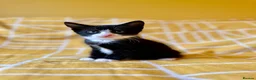 Mixed Breed cats for sale: Gorgeous black & white bold and brave girl (Toto) - Advert 1