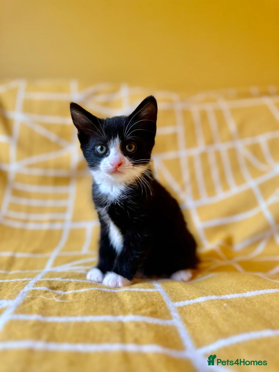 Mixed Breed cats for sale: Gorgeous black & white bold and brave girl (Toto) - Advert 1
