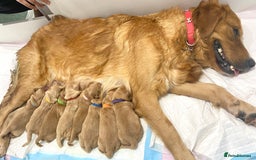 Golden Retriever dogs for sale: Litter of 8 (2 males & 2 females available) - Image 2