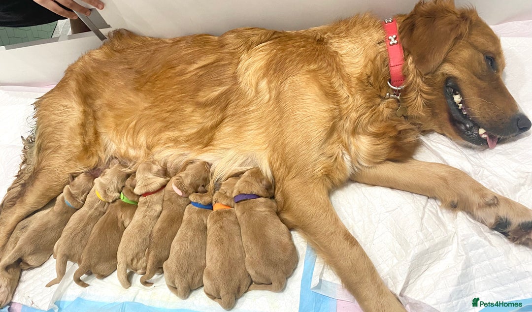 Golden Retriever dogs for sale: Litter of 8 (2 males & 2 females available) - Image 2