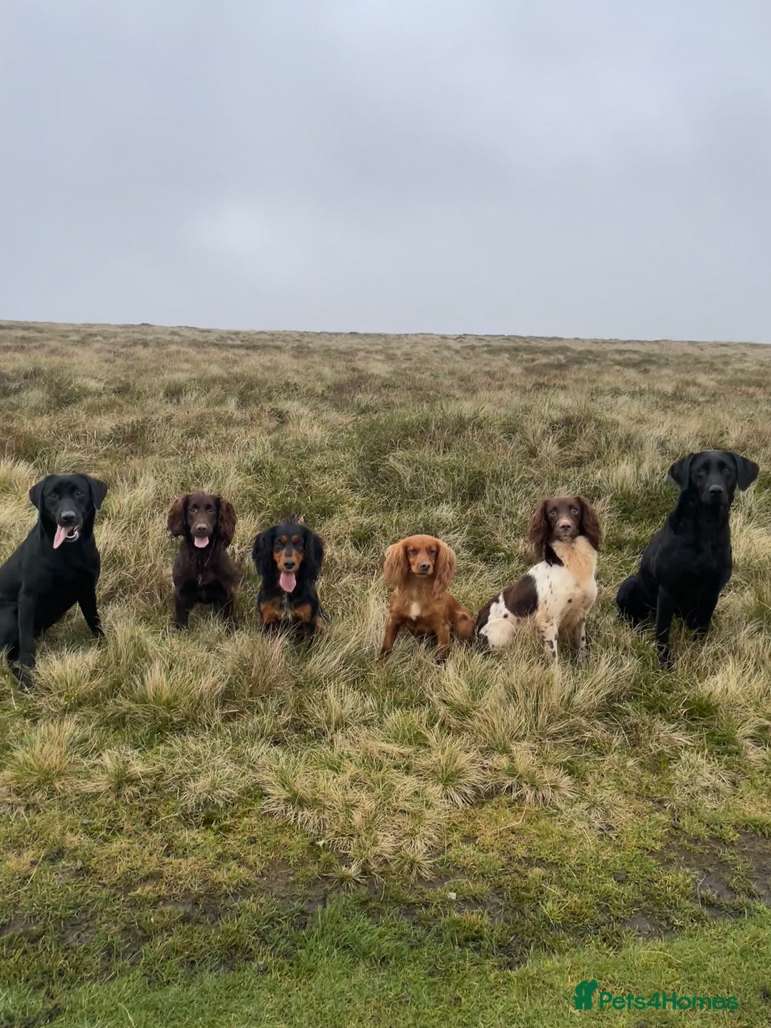 Labrador Retriever dogs for sale: KC Working Labrador Bitch - Advert 12