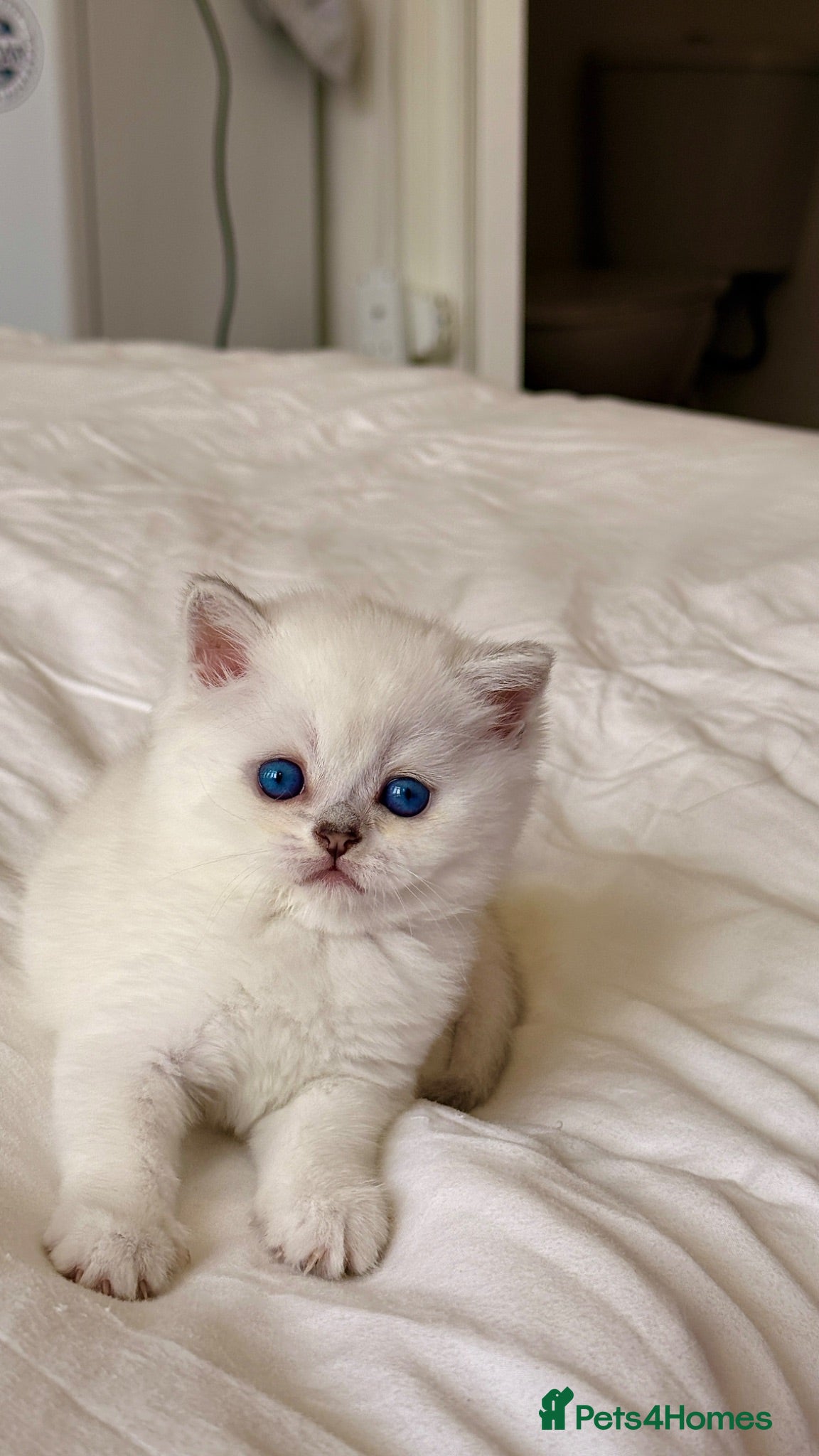 Scottish Fold cats Beautiful Scottish Fold Kittens Ready to leave  - Advert 13