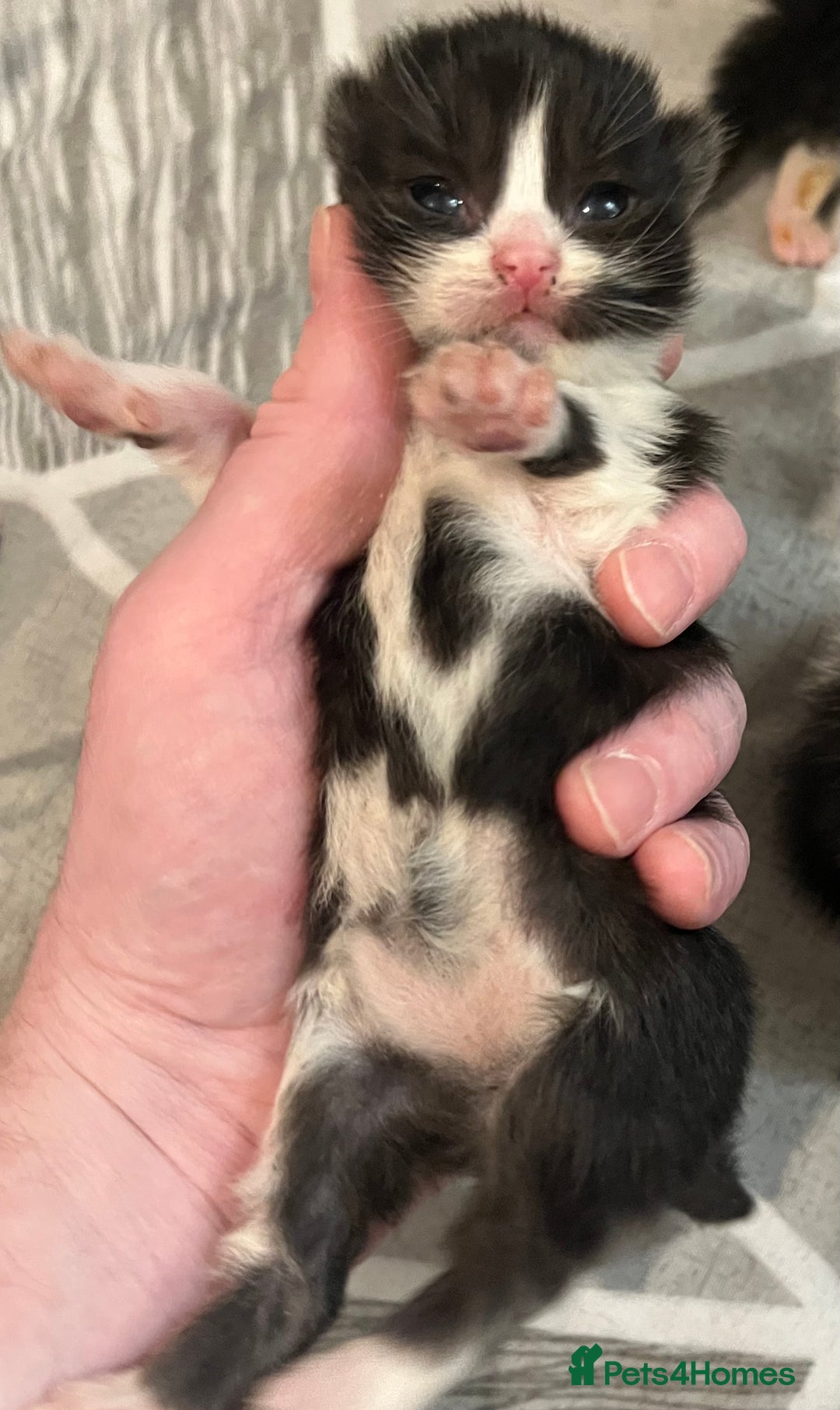 Mixed Breed cats for sale: Beautiful kittens for sale 🥰 - Advert 16