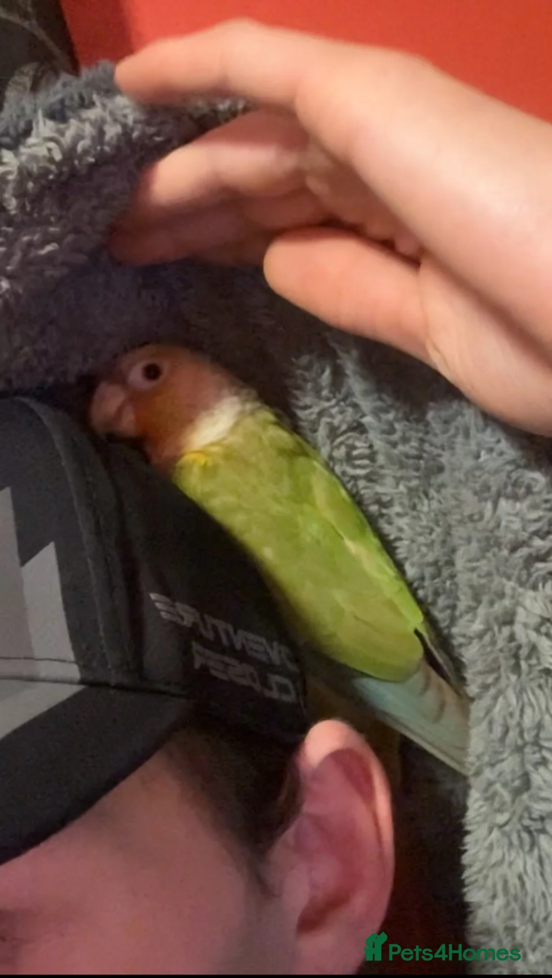 Conures birds for sale: Pineapple conure (read description)  - Advert 1
