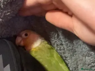 Conures birds Pineapple conure (read description) - Advert 6