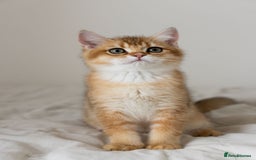 British Shorthair cats for sale: Ready now gorgeus Golden British SH male kitten - Image 4