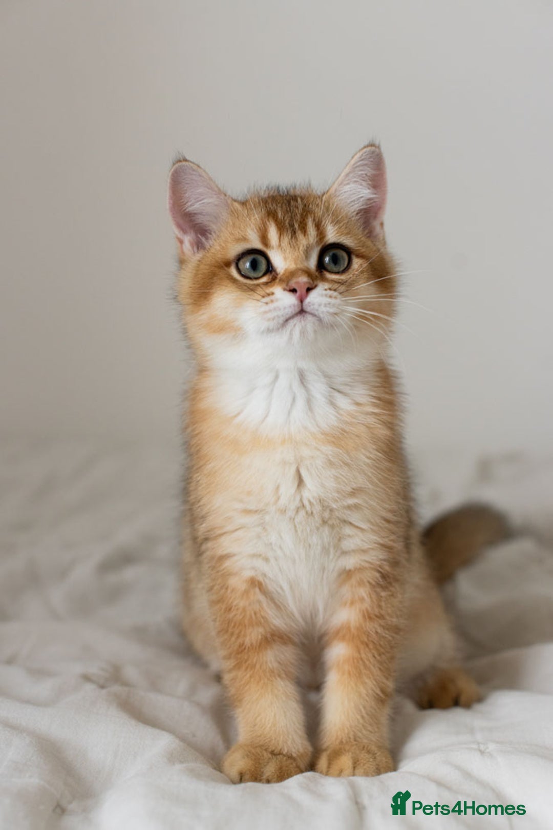 British Shorthair cats for sale: Ready now gorgeus Golden British SH male kitten - Image 4