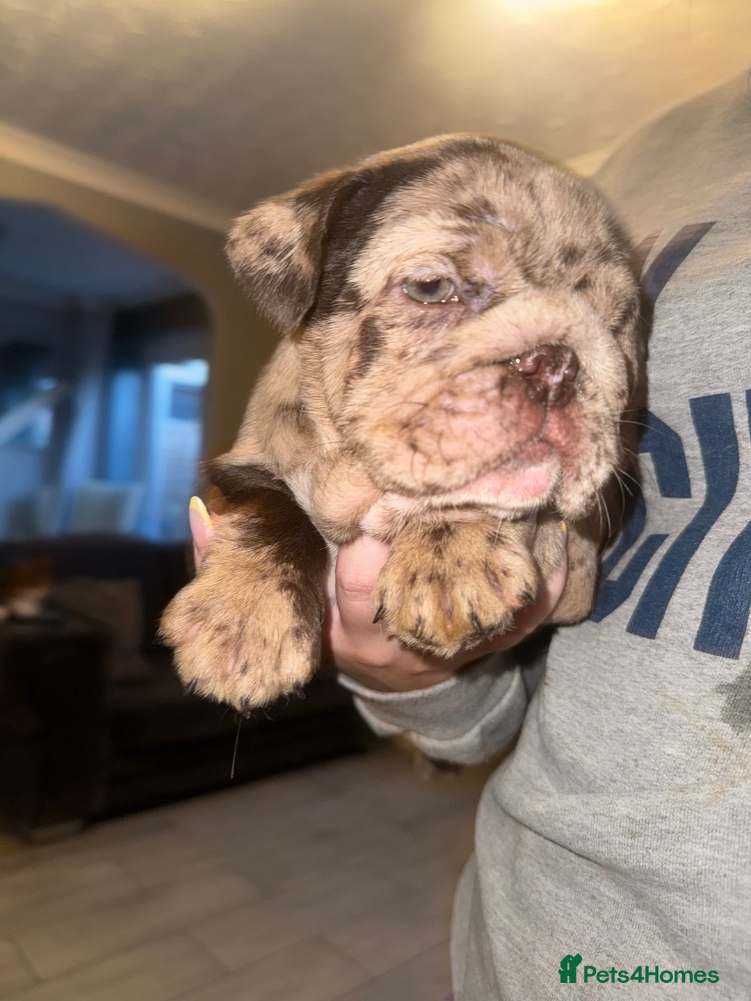 English Bulldog dogs for sale: Bettie & 007 babies short compact   - Image 37