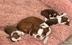 Boston Terrier dogs for sale: Boston Terrier Pups  - Image 3