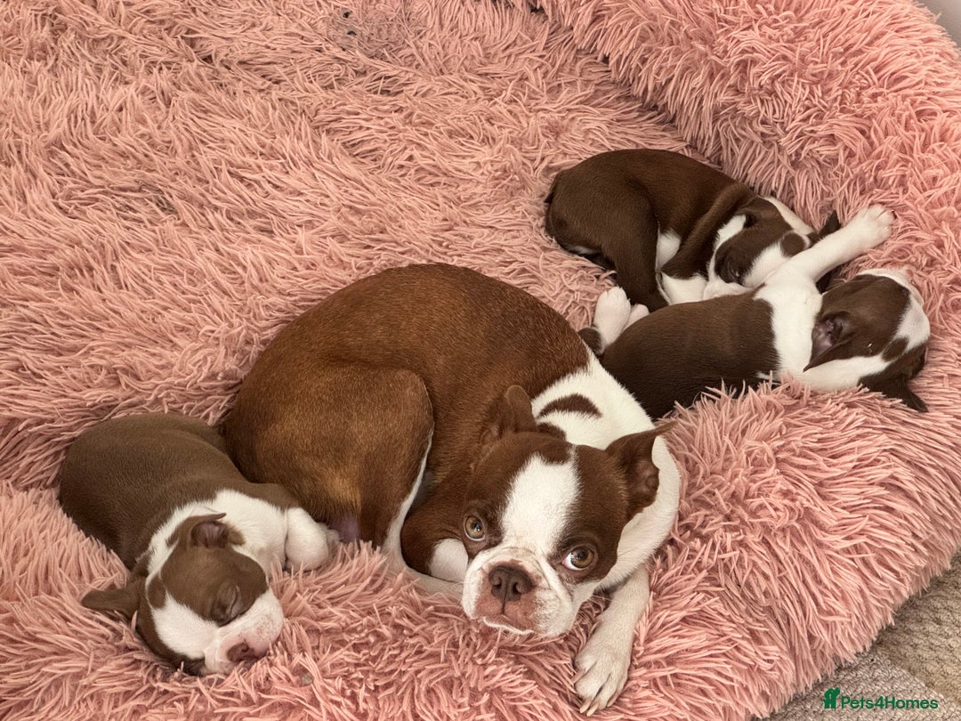 Boston Terrier dogs for sale: Boston Terrier Pups  - Image 3