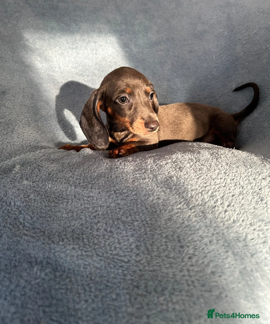 Dachshund dogs for sale: Dauchund puppies  in Uckfield - Advert 6