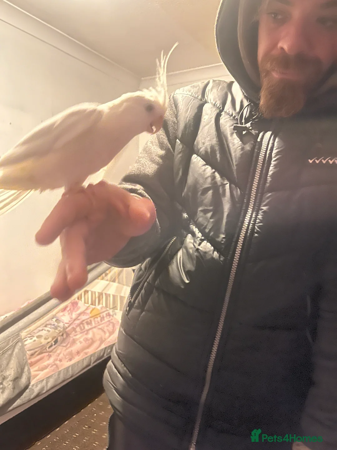 Cockatiels birds for sale: Hand tame cockatiels  - Advert 33