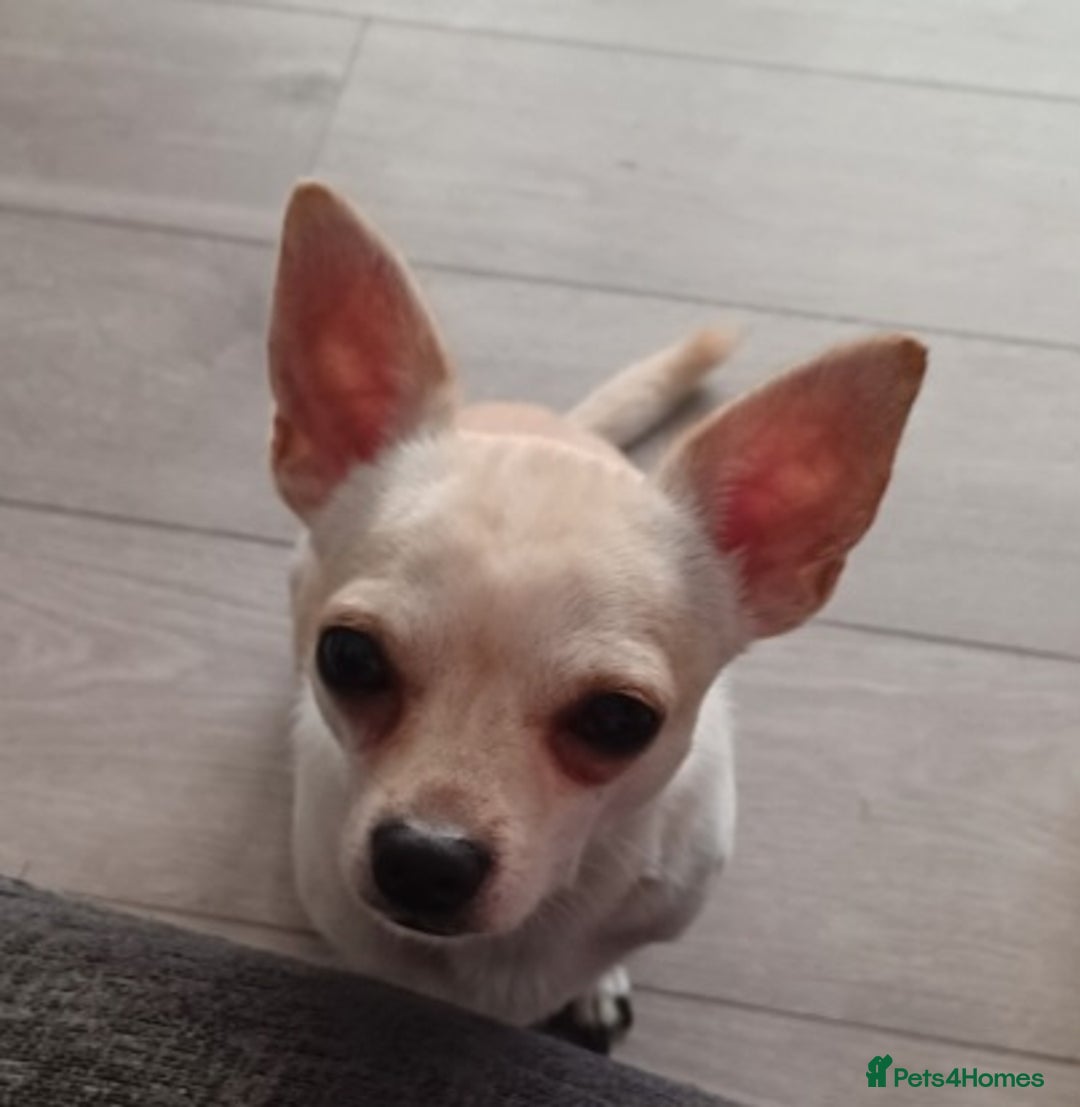 Chihuahua dogs for stud: Male chihuahua  - Advert 6