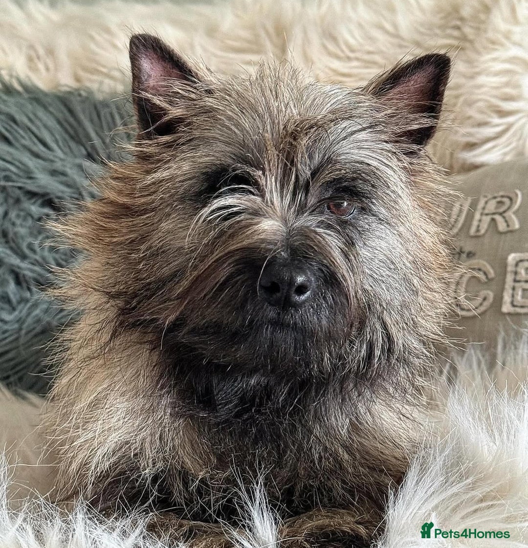 Cairn Terrier dogs for sale: KC registered Male pups off health tested parents  - Advert 2