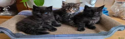 Maine Coon cats for sale: Two beautiful Maine Coon Kittens  in Ashford - Advert 18