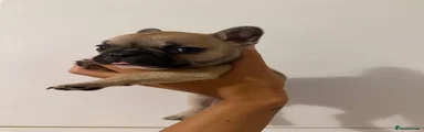 French Bulldog 2