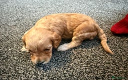 Cockapoo dogs for sale: F2 cockapoo  - Image 3