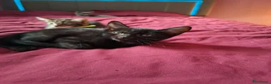 Black Female kitten
