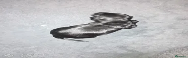 Cockapoo 3