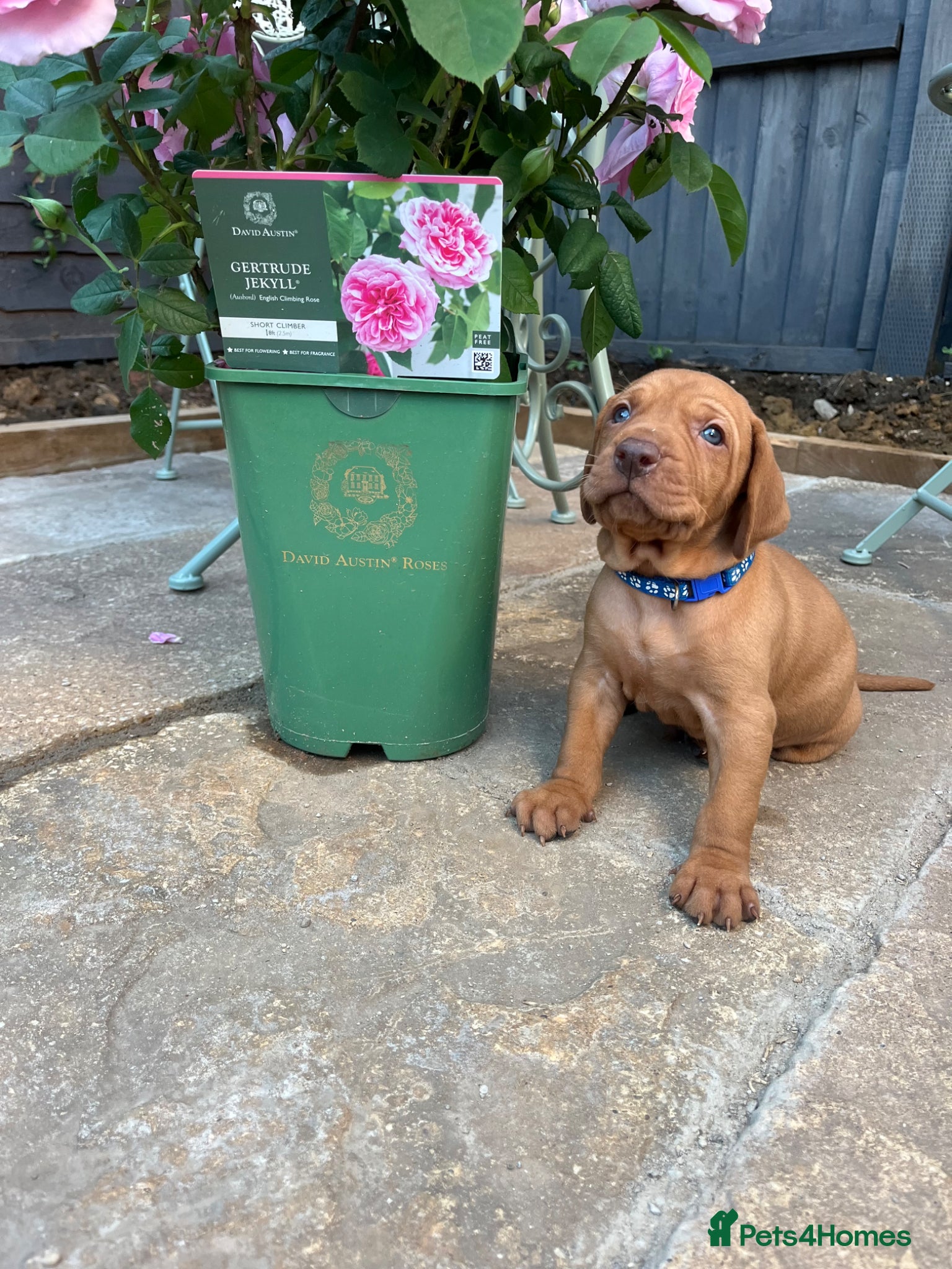 Hungarian Vizsla dogs for sale: Championship Bloodline Pedigree Hungarian Vizsla - Advert 10