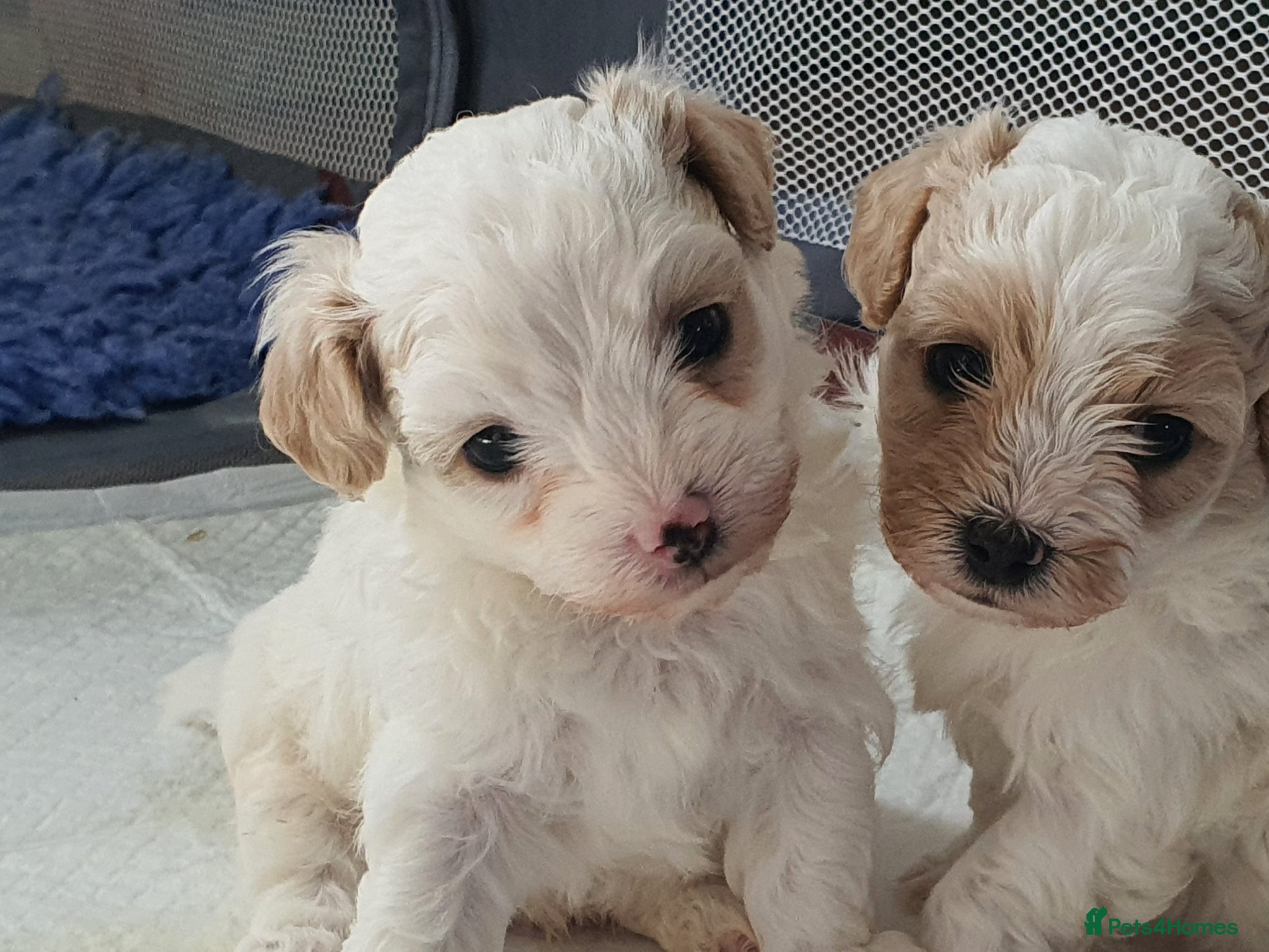 Maltipoo dogs Korean Toy Maltipoo puppies Dna health tested mum - Advert 1