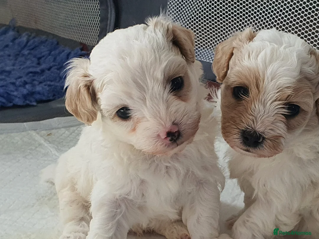 Maltipoo dogs for sale: Korean Toy Maltipoo puppies Dna health tested mum - Advert 1