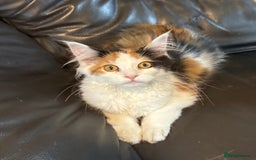 Maine Coon cats for sale: Mainecoon cross kitrens - Image 2