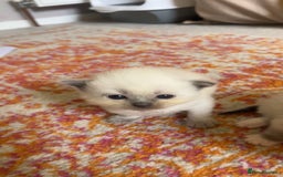 Ragdoll cats for sale: Ragdoll Kittens - Image 3
