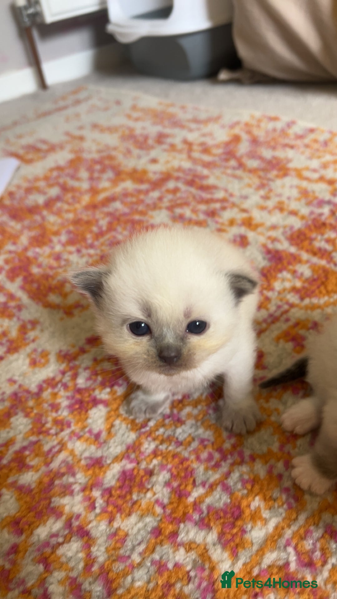 Ragdoll cats for sale: Ragdoll Kittens - Image 3