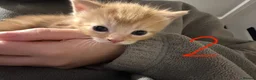 Turkish Angora cats for sale: 2 Male Ginger Turkish Angora Kittens 8 weeks old in Bushey - Advert 5