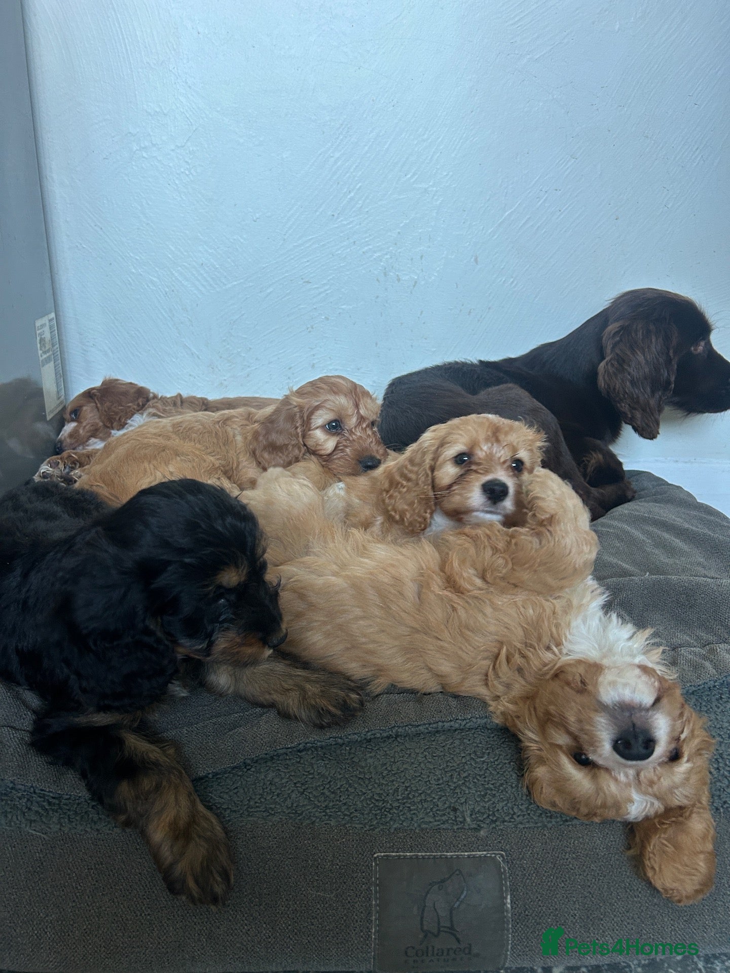 Cockapoo dogs for sale: F1 Cockapoo Puppies - Advert 1
