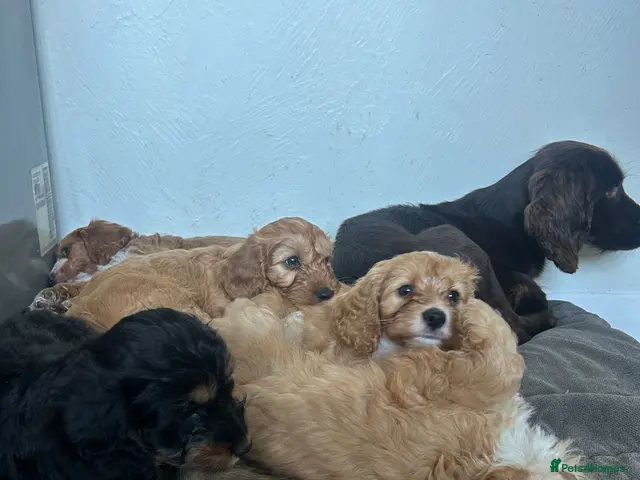 Cockapoo dogs for sale: F1 Cockapoo Puppies - Advert 1