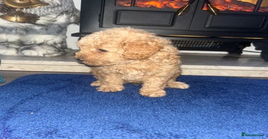 Miniature Poodle dogs three beautiful miniature poodles🤍🤍 - Advert 8
