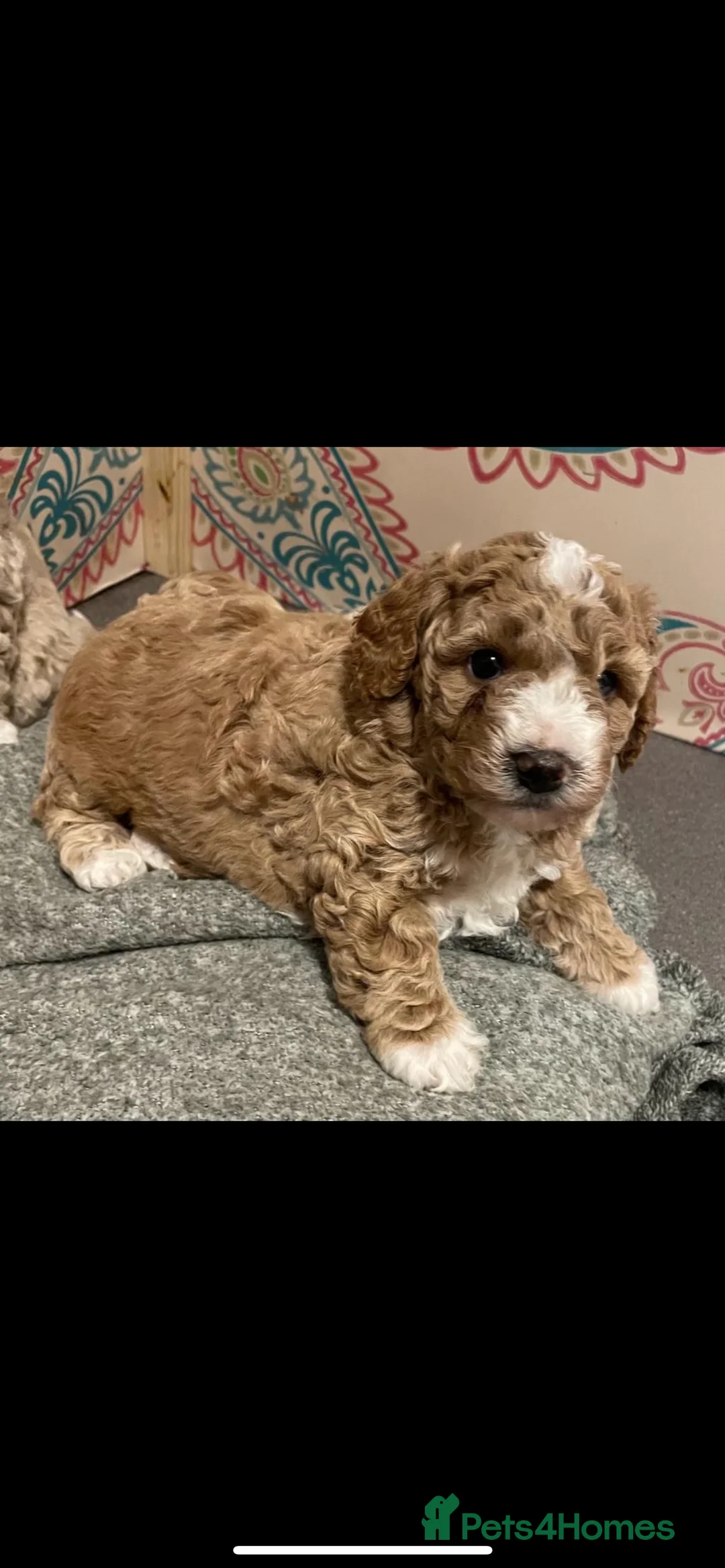 Cavapoo dogs for stud: ❤️Fully health tested red toy poodle❤️ - Advert 17