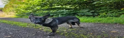 German Shepherd dogs for sale: EXCEPTIONAL IMPORT GERMAN SHEPHERD CZECH MALE 🇨🇿 - Advert 3