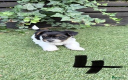 Mixed Breed dogs for sale: 4 gorgeous puppies for sale - Image 5