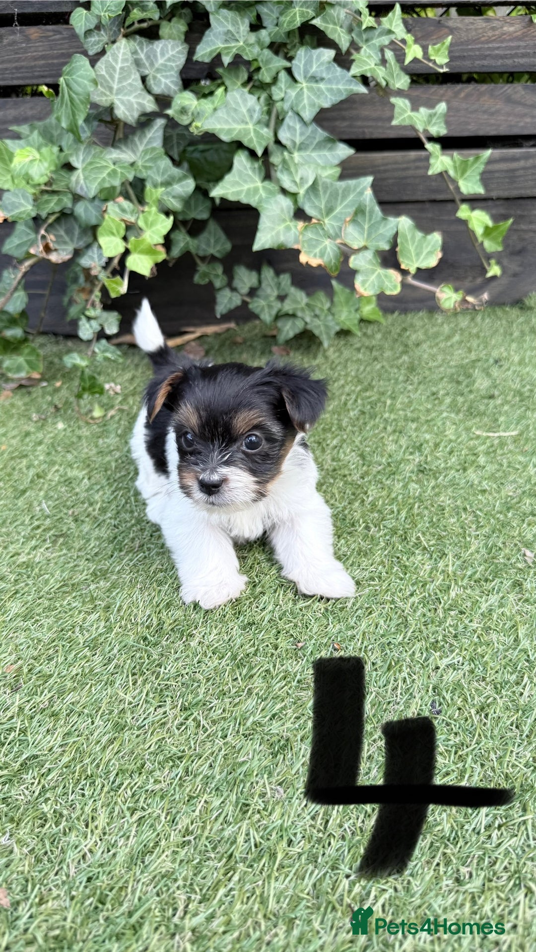 Mixed Breed dogs for sale: 4 gorgeous puppies for sale - Image 5