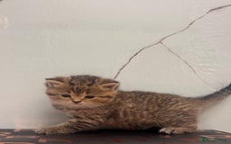 British Shorthair cats for sale: Cute British Short Haired Baby Kittens 🐈‍⬛  - Advert 7