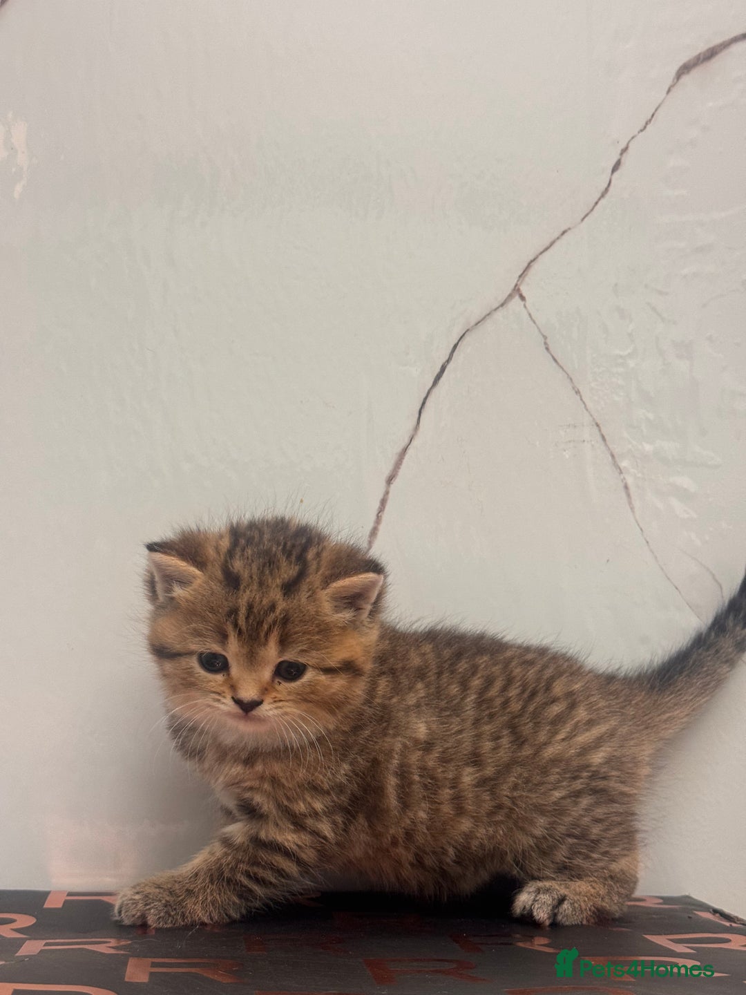 British Shorthair cats for sale: Cute British Short Haired Baby Kittens 🐈‍⬛  - Advert 7