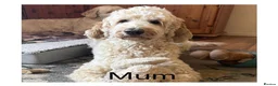 Mixed Breed dogs for sale: Multigeneration Cream/Apricot Double Labradoodles  - Advert 18