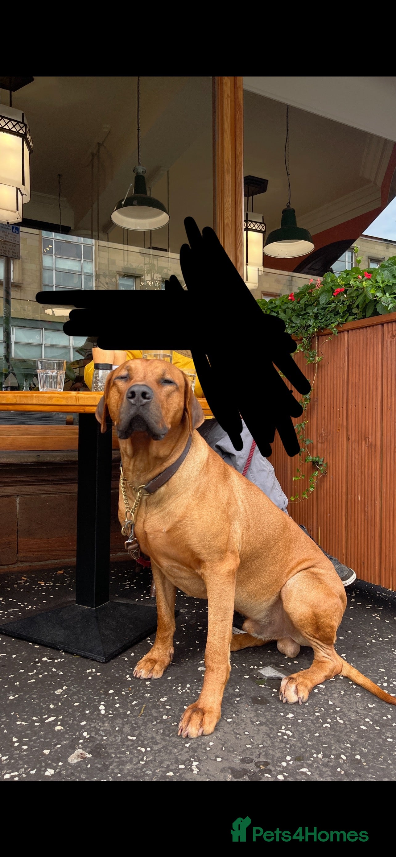 Rhodesian Ridgeback dogs Stud Rhodesian Ridgeback Stanley.  - Advert 1