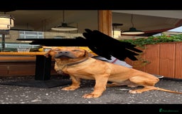 Rhodesian Ridgeback dogs for stud: Stud Rhodesian Ridgeback Stanley.  - Image 10