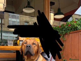 Rhodesian Ridgeback dogs - Advert 42