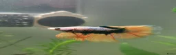 Bettas fish for sale: Male half-moon betta fish in Saint Leonards-on-sea - Advert 7