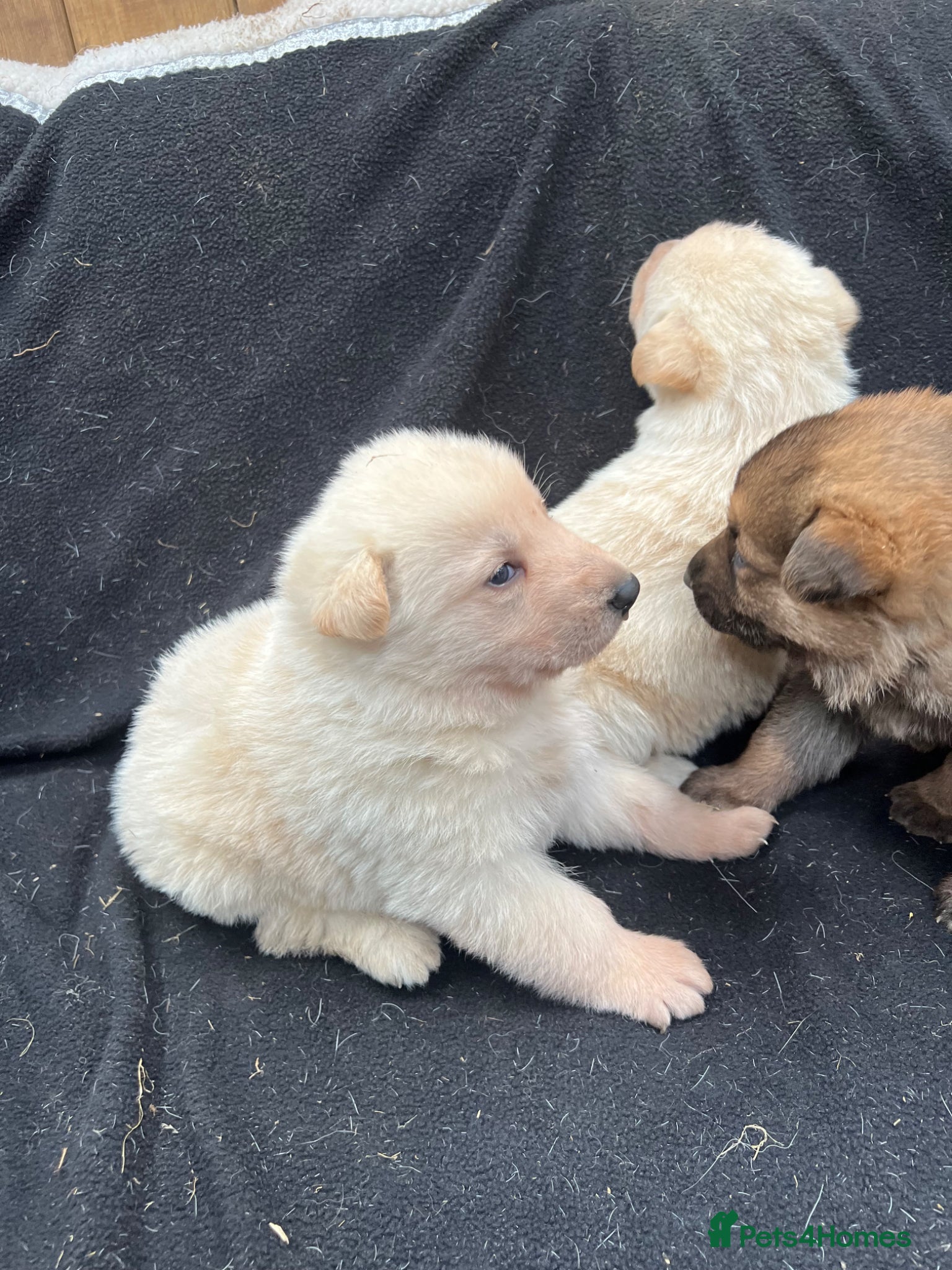 German Shepherd dogs Beautiful Rare German Shepherds  - Advert 1